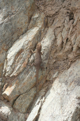 Quedenfeldtia trachyblepharus