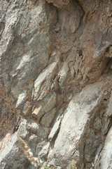Quedenfeldtia trachyblepharus