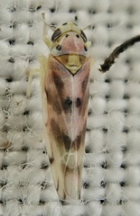 Linnavuoriana decempunctata