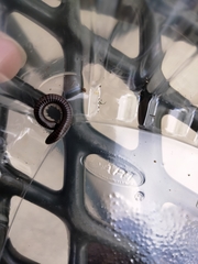 Leptogoniulus sorornus