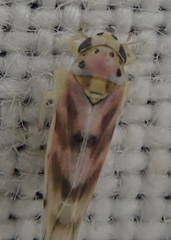 Linnavuoriana decempunctata