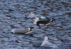 Larus marinus