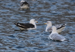 Larus marinus