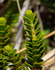 Veronica pauciramosa