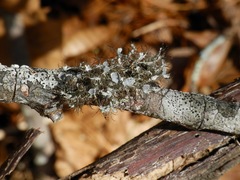 Heterodermia echinata