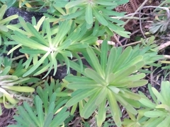 Euphorbia azorica