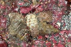 Trichotropis cancellata