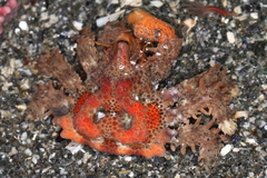 Phyllolithodes papillosus