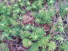 Euphorbia azorica