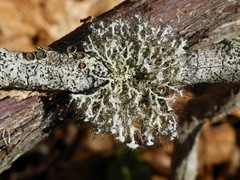 Heterodermia echinata