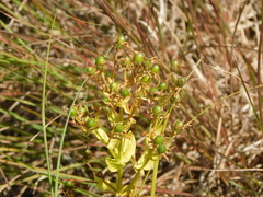 Sabatia angularis