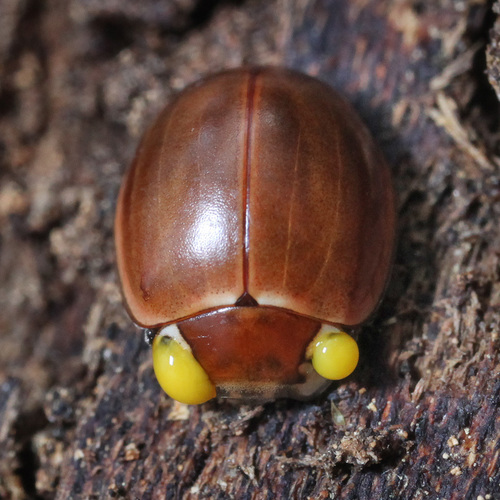 Streaked Lady Beetle photographed in South Carolina