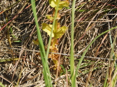 Sabatia angularis