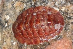 Tripoplax trifida