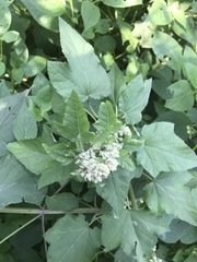 Kearnemalvastrum lacteum