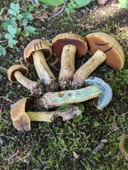 Boletus vermiculosus