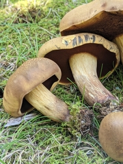 Boletus vermiculosus