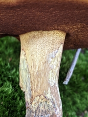 Boletus vermiculosus