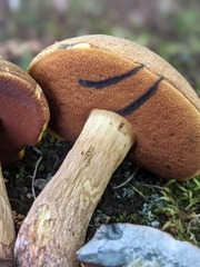 Boletus vermiculosus
