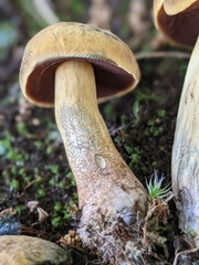 Boletus vermiculosus