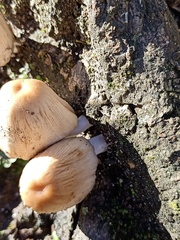 Coprinellus