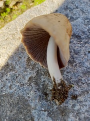 Coprinellus
