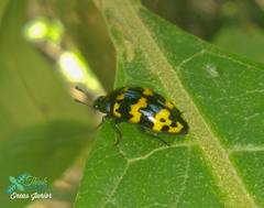 Iphiclus abdominalis