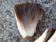 Coprinellus