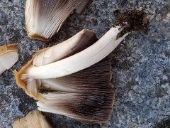 Coprinellus