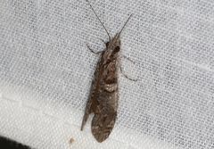 Triplectides similis