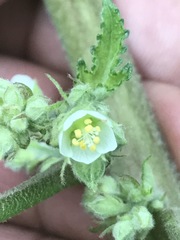 Kearnemalvastrum lacteum