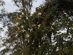 Bauhinia forficata