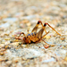 Spotted Camel Cricket - Photo (c) Leah Markum, some rights reserved (CC BY-NC-SA)