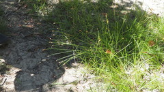 Fimbristylis tristachya