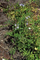 Phacelia tanacetifolia