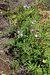 Phacelia tanacetifolia