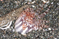 Peachia quinquecapitata