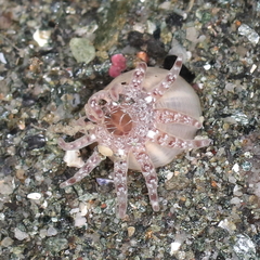 Peachia quinquecapitata