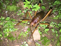 Deinacrida heteracantha