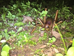 Deinacrida heteracantha