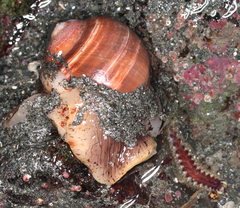 Cryptonatica aleutica