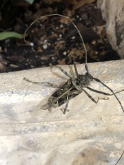 Macropophora accentifer