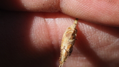 Fimbristylis tristachya