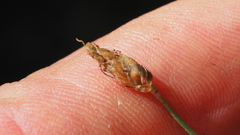 Fimbristylis tristachya