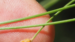 Fimbristylis tristachya