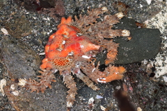 Phyllolithodes papillosus