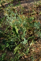Eschscholzia californica