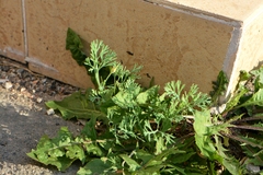 Eschscholzia californica