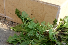 Eschscholzia californica