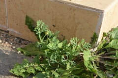 Eschscholzia californica